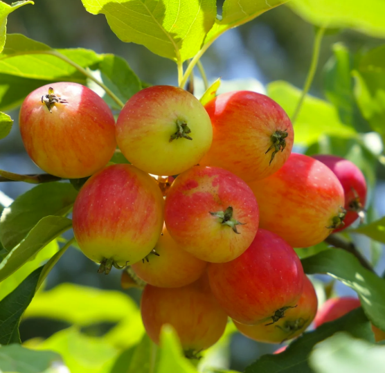 Pommetier SAUVAGE DE SIBÉRIE (malus baccata)