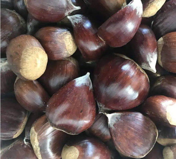 Châtaignier 'MARAVAL'  AUTOFERTILE