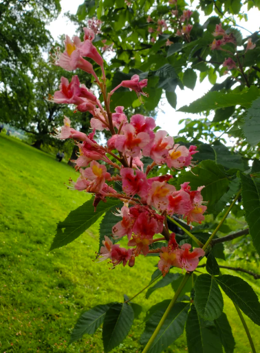 Marronnier rouge - red buckeye