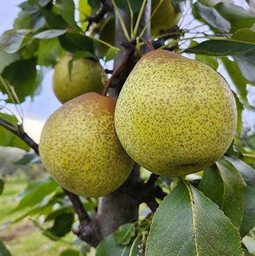 Poirier asiatique MISHIRASU large semi-nain (OHxF97)