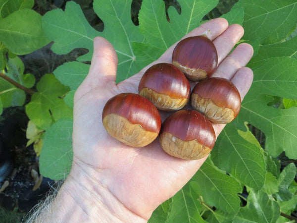 Châtaignier 'MARISSARD'