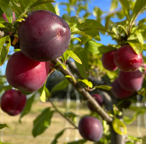 Prunier japonais OBILINAJA nain (Krysmk 1)