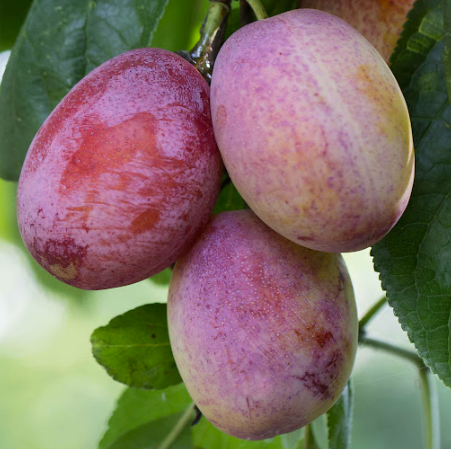 Prunier européen OPAL nain (Krysmk 1)