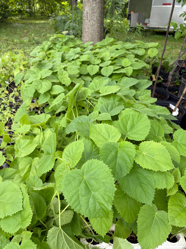 Paulownia tomentosa Origine Québec
