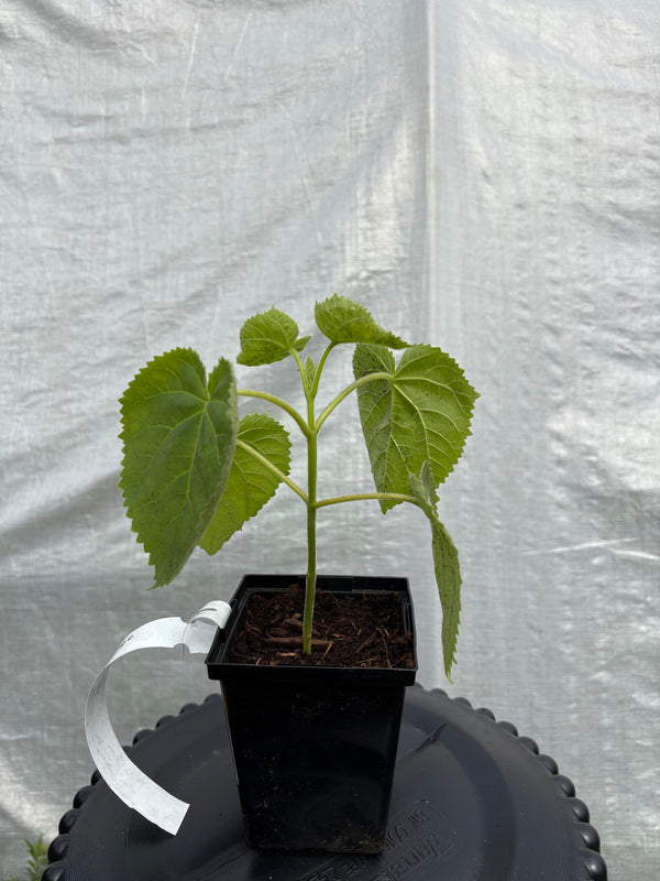 Paulownia tomentosa Origine Québec