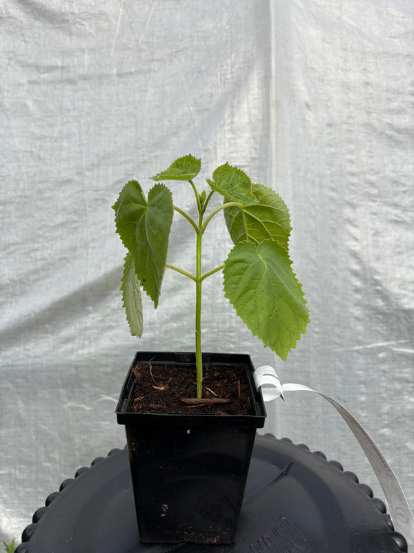 Paulownia tomentosa Origine Québec