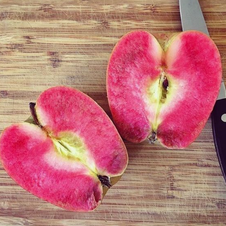 Pommier Frostbite SEMI-NAIN (G969)