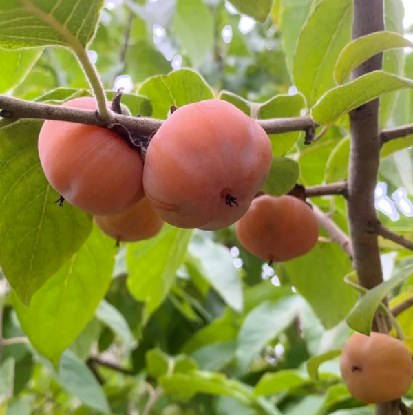 Plaqueminier greffé Kaki MEADER