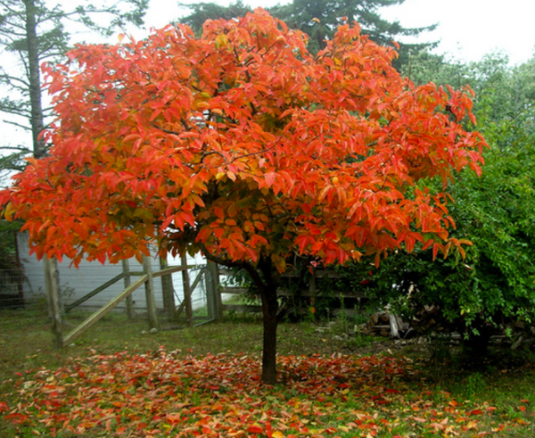 Plaqueminier greffé Kaki MEADER