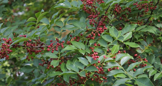 Poivrier Du Sichuan (Zanthoxylum Simulans) - Godet Anti-chignon - Plante Aromatique Et épicée - Rustique