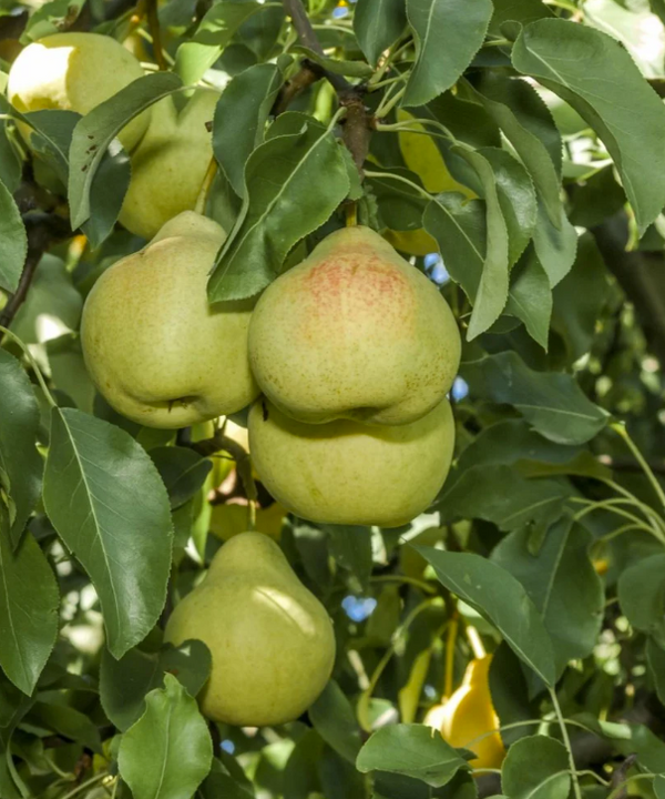 Poirier européen POTOMAC semi-nain (OHxF87)