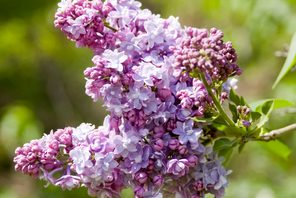 Lilas commun PRESIDENT GREVY - syringa vulgaris