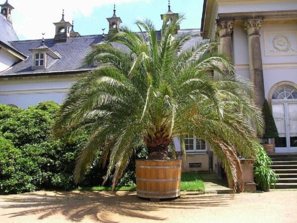 Phoenix Canariensis- Palmier datier des Canaries