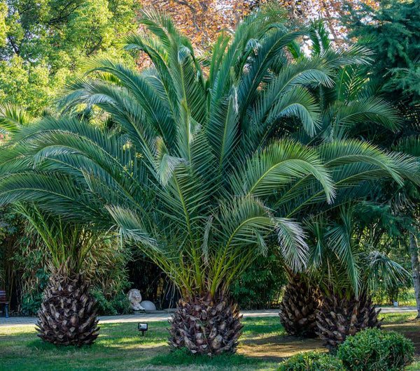 Phoenix Canariensis- Palmier datier des Canaries