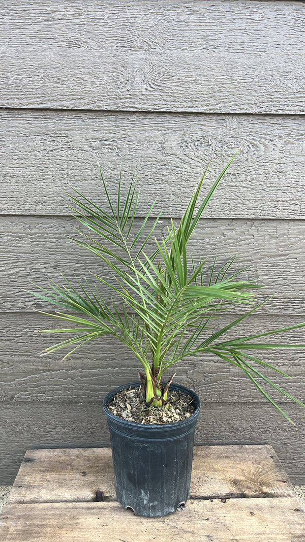 Phoenix Canariensis- Palmier datier des Canaries