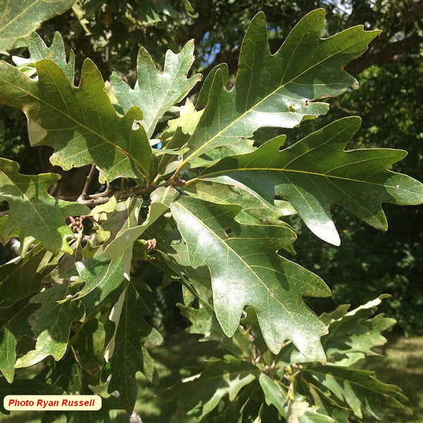 Chêne de Jack (Quercus jackiana)