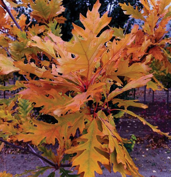 Chêne de Jack (Quercus jackiana)