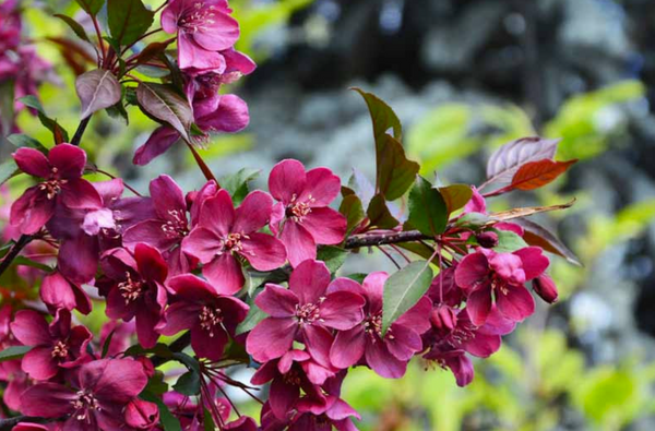 Pommetier décoratif ROYALTY - malus