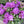 Rhododendron Purple Passion