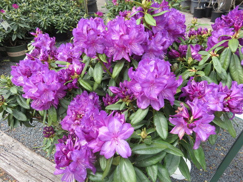 Rhododendron Purple Passion