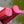 Rhubarbe Valentine