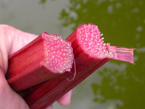 Rhubarbe Valentine