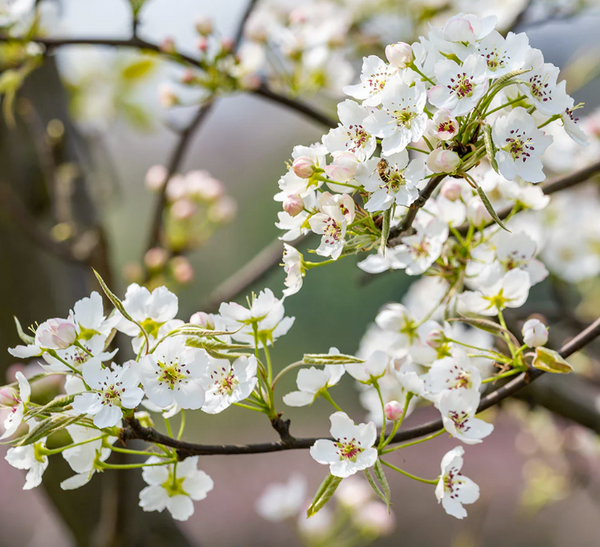 Poirier asiatique SHINSUI large semi-nain (OHxF97)