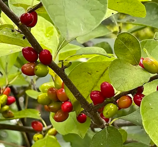 Lindera benzoin - Bois aux épices