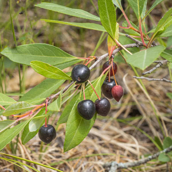 Cerisier des Sables Prunus Pumila Var. Besseyi