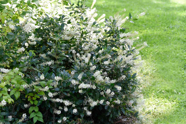Clèthre à feuilles d'aulne - Clethra alnifolia