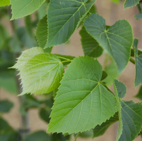 Tilia americana BOULEVARD