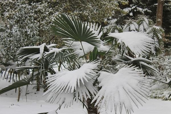 Palmier chanvre nain Trachycarpus Wangnerianus