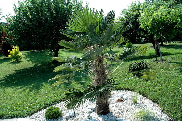 Palmier chanvre nain Trachycarpus Wangnerianus