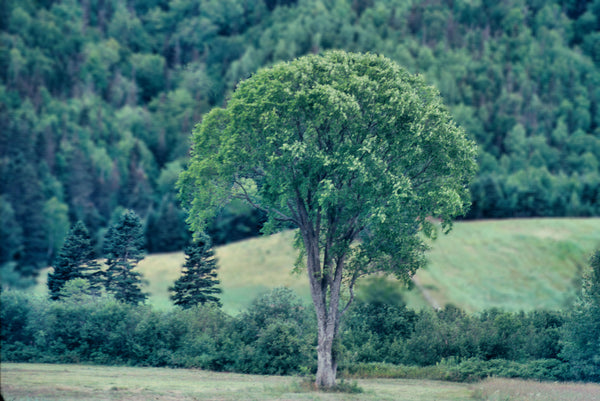 Orme d'Amérique (Ulmus americana)