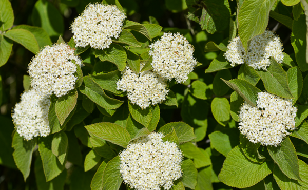 Viorne lentane - Viburnum lantana