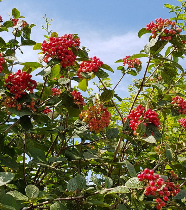 Viorne lentane - Viburnum lantana