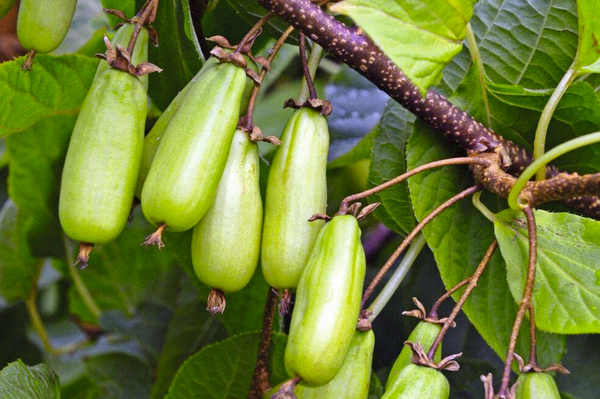 Kiwi Femelle VITAKOLA (A. Kolomikta)