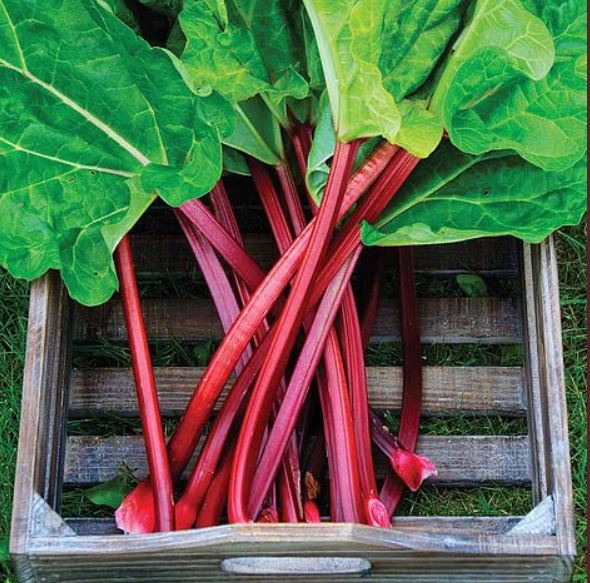 Rhubarbe Valentine