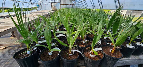 Washingtonia filifera