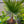 Washingtonia filifera
