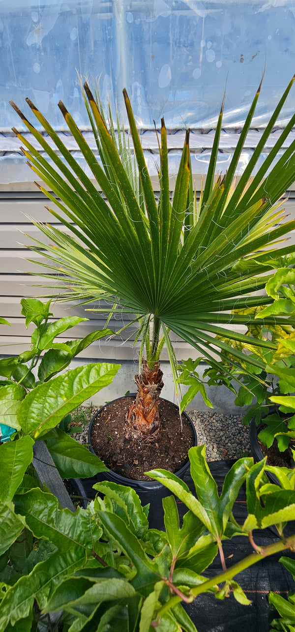 Washingtonia filifera