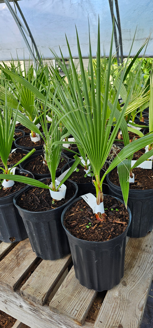 Washingtonia filifera