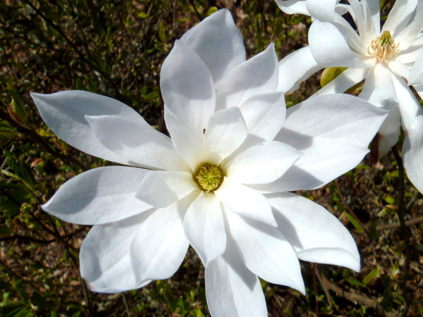 Magnolia WATERLILY