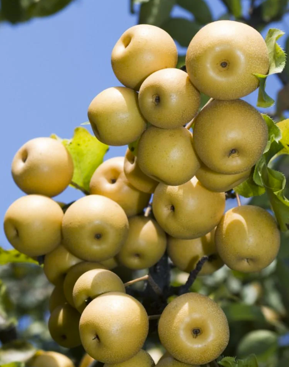 Poirier asiatique YOINASHI large semi-nain (OHxF97)