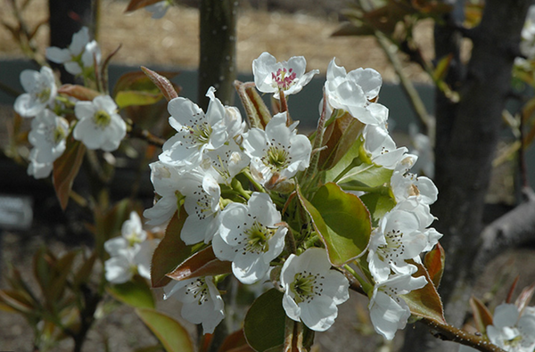 Poirier asiatique YOINASHI large semi-nain (OHxF97)
