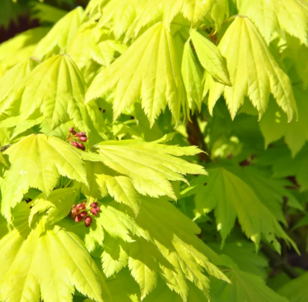 Érable pleine lune - Acer shirasawanum