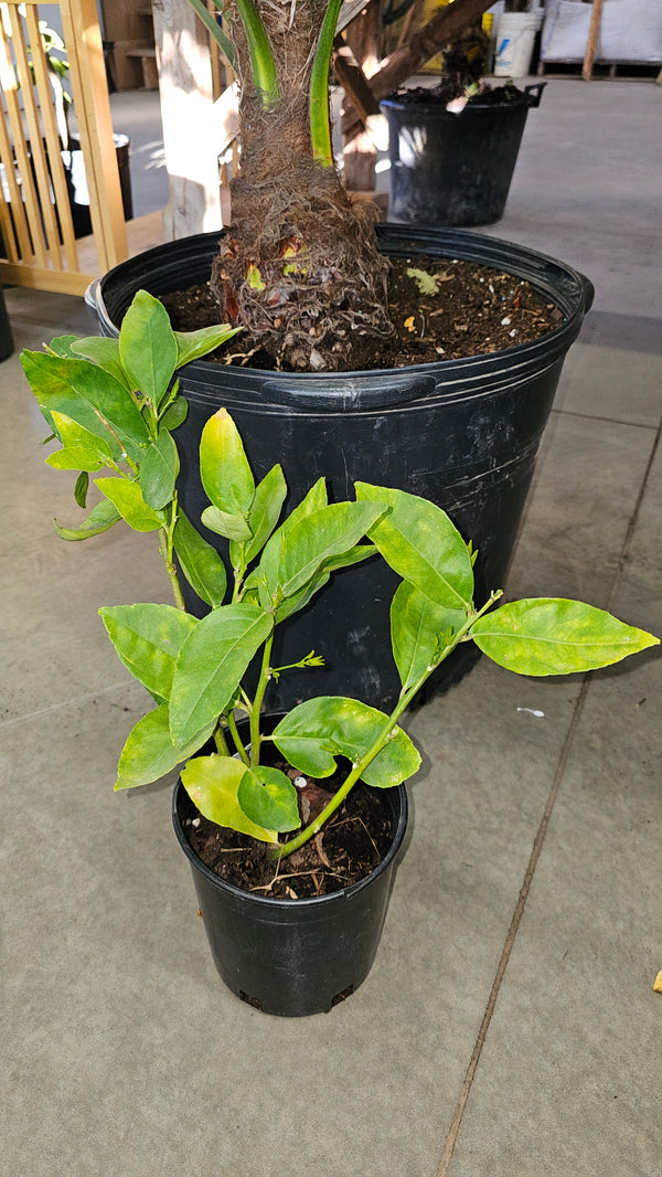 Agrume surprise identification non connue