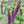 FAUX INDIGO Amorpha Buissonnante  (Amorpha fruticosa)