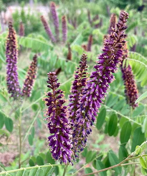 FAUX INDIGO Amorpha Buissonnante  (Amorpha fruticosa)