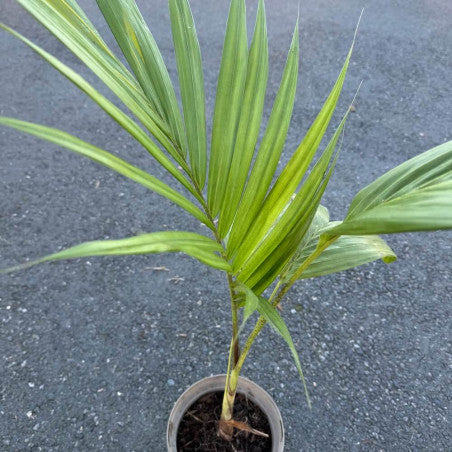 Palmier royal de Cunningham - Archontophoenix cunninghamiana